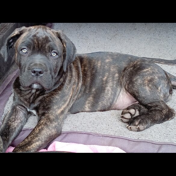 Cane Corso - Both