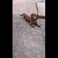 Dachshund (Standard &amp; Miniature) - Bitches