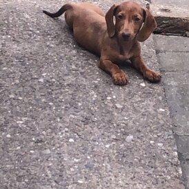 Dachshund (Standard &amp; Miniature) - Bitches