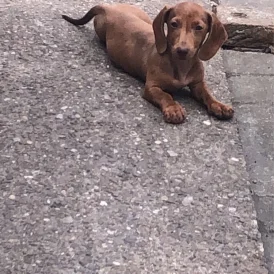 Dachshund (Standard &amp; Miniature) - Bitches