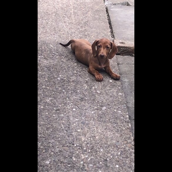 Dachshund (Standard &amp; Miniature) - Bitches