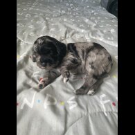 Cocker Spaniel (Working &amp; Show) - Both