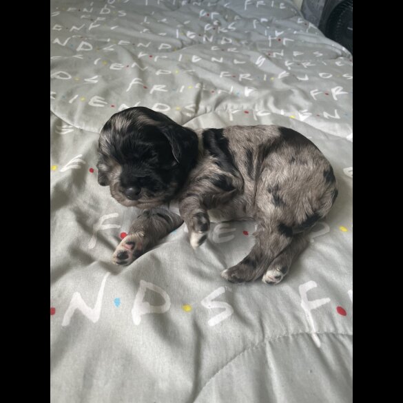 Cocker Spaniel (Working &amp; Show) - Both