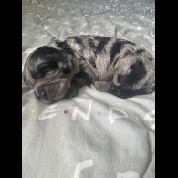 Cocker Spaniel (Working &amp; Show) - Both