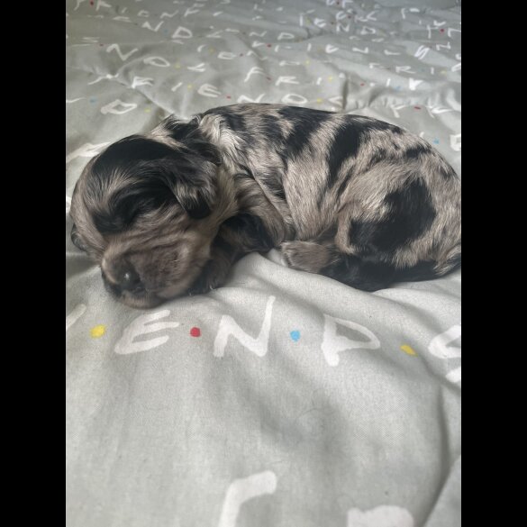 Cocker Spaniel (Working &amp; Show) - Both