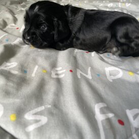 Cocker Spaniel (Working &amp; Show) - Both