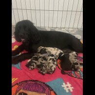 Cocker Spaniel (Working &amp; Show) - Both