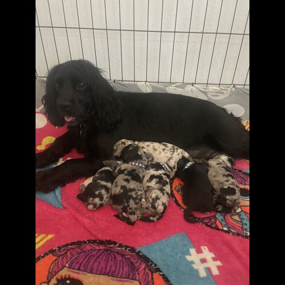 Cocker Spaniel (Working &amp; Show) - Both