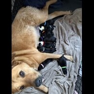 Mixed Breed - Both