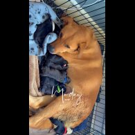 Mixed Breed - Both