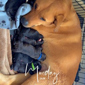 Mixed Breed - Both