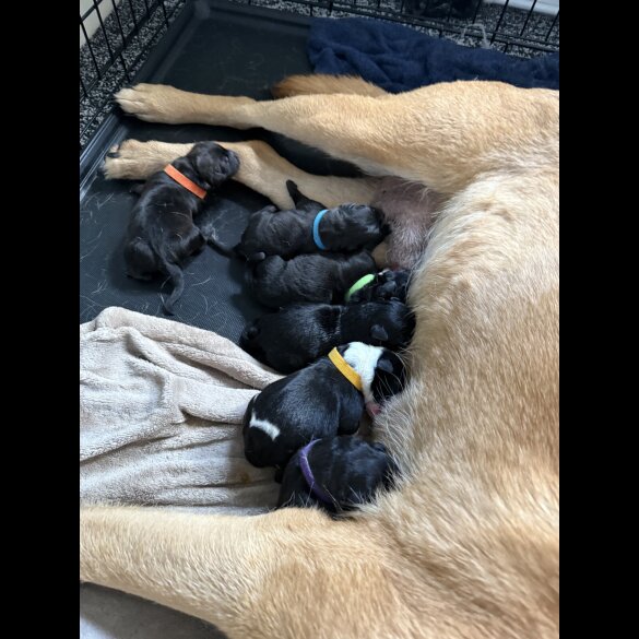 Mixed Breed - Both