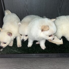Pomeranian - Both