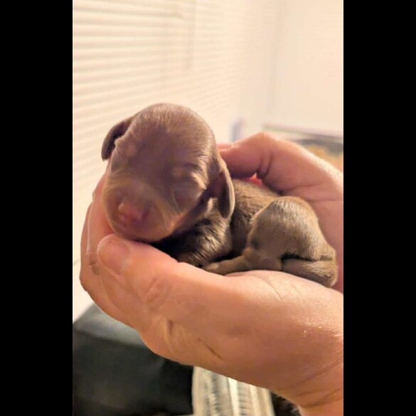 Dachshund (Standard &amp; Miniature) - Bitches