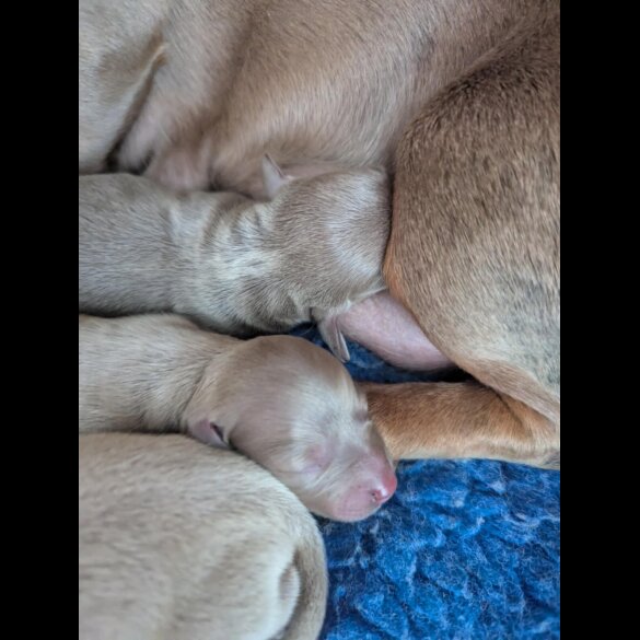 Dachshund (Standard &amp; Miniature) - Bitches