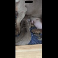 Dachshund (Standard &amp; Miniature) - Bitches