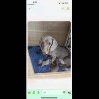 Dachshund (Standard &amp; Miniature) - Bitches
