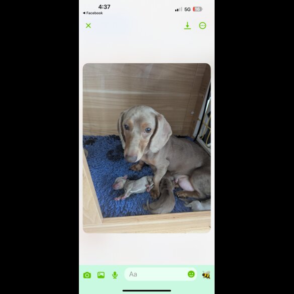 Dachshund (Standard &amp; Miniature) - Bitches