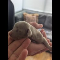 Dachshund (Standard &amp; Miniature) - Bitches