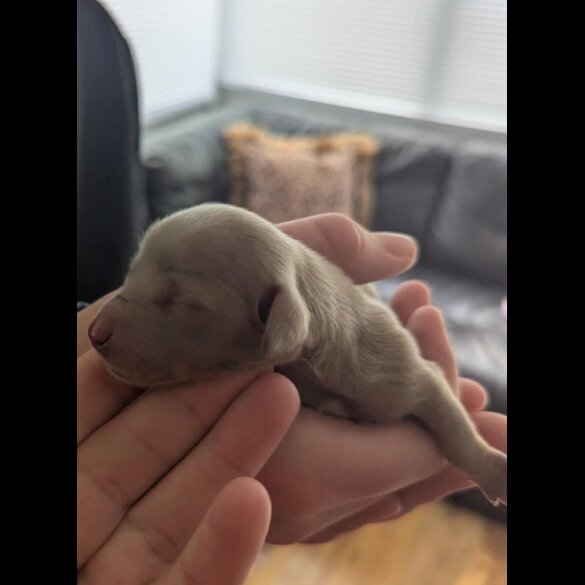 Dachshund (Standard &amp; Miniature) - Bitches