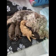 Cockapoo - Dogs