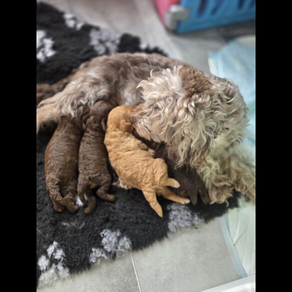 Cockapoo - Dogs