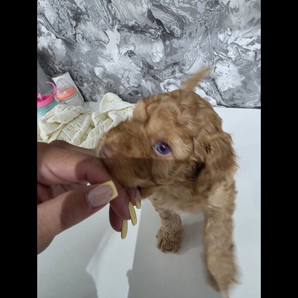 Cockapoo - Dogs