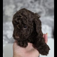 Cockapoo - Dogs