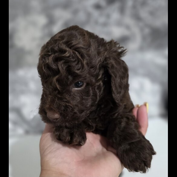 Cockapoo - Dogs