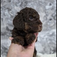 Cockapoo - Dogs