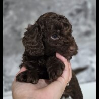 Cockapoo - Dogs