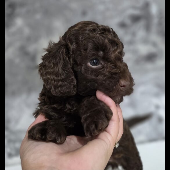 Cockapoo - Dogs