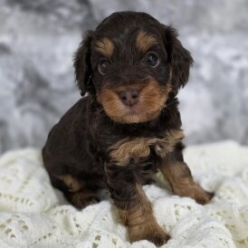 Cockapoo - Dogs