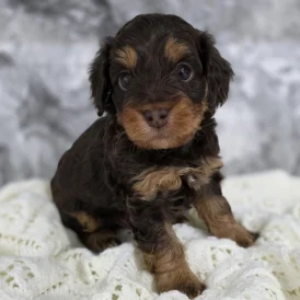 Cockapoo - Dogs