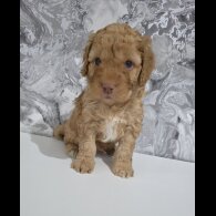Cockapoo - Dogs