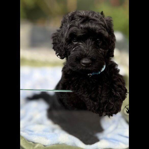 Cockapoo - Both