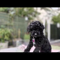 Cockapoo - Both