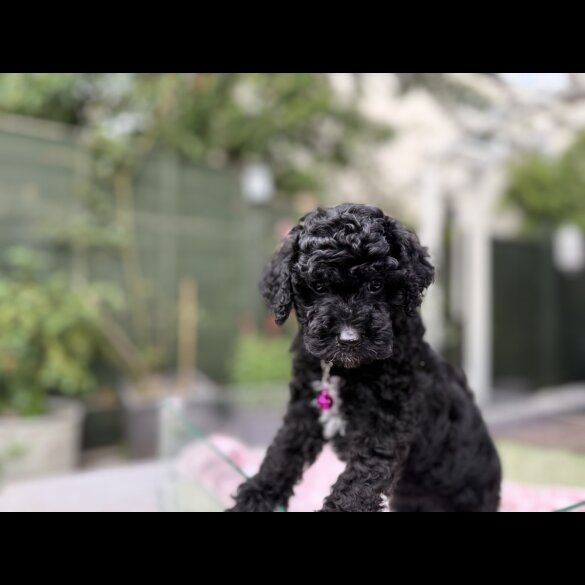 Cockapoo - Both