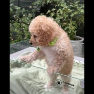 Cockapoo - Both