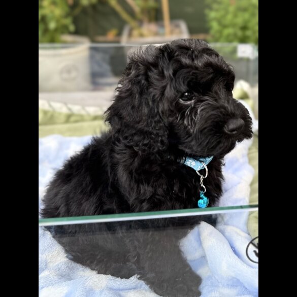 Cockapoo - Both