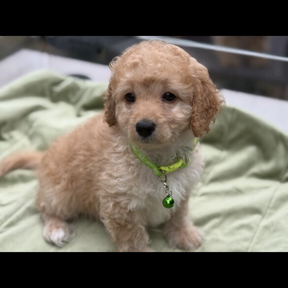 Cockapoo - Both
