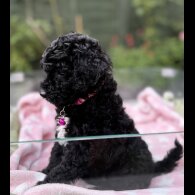 Cockapoo - Both