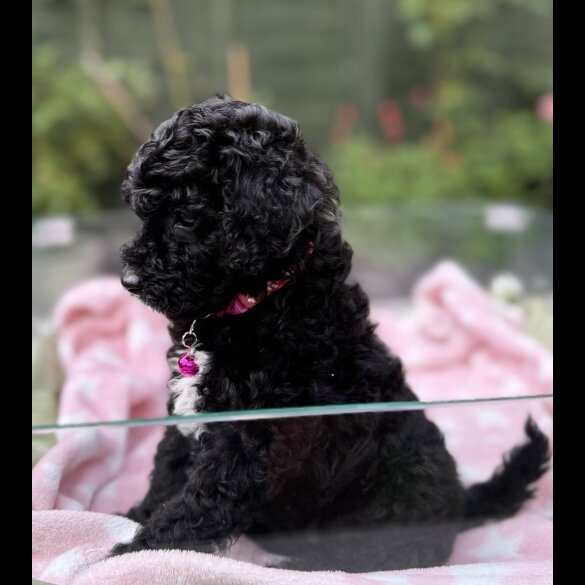 Cockapoo - Both