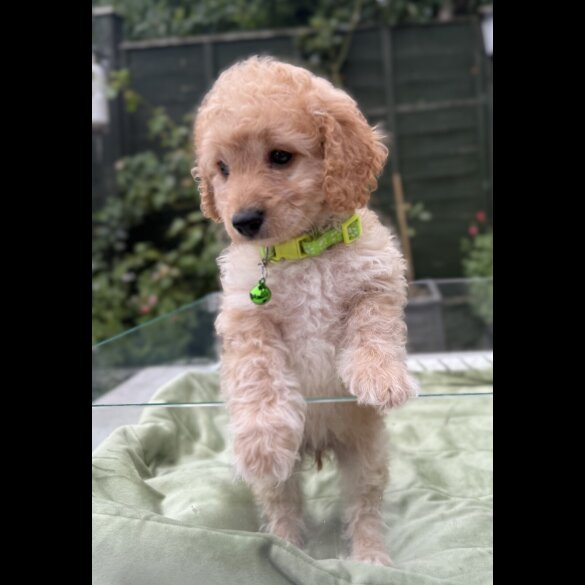 Cockapoo - Both
