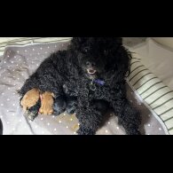 Cockapoo - Both
