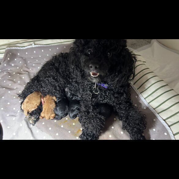 Cockapoo - Both
