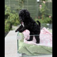 Cockapoo - Both