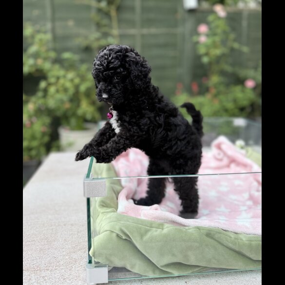 Cockapoo - Both
