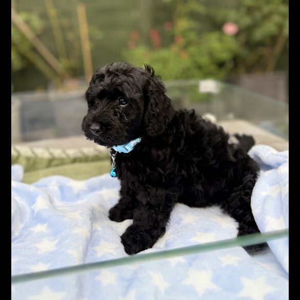 Cockapoo - Both