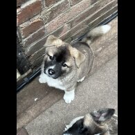 Akita - Both